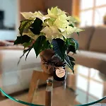 Dottie's Place Βίντερμπεργκ