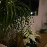 Dottie's Place *